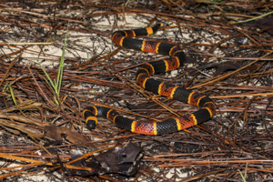 Eastern coral snake